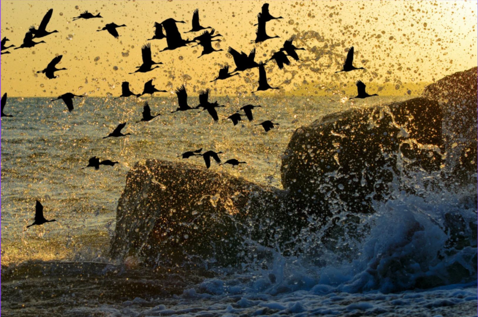 Le vol des oiseaux migrateurs : une leçon de stratégie dans un monde imprévisible ?